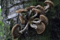 Armillaria