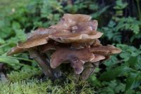 Armillaria