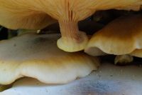 Armillaria