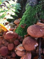 Armillaria