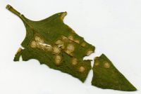 Ascochyta