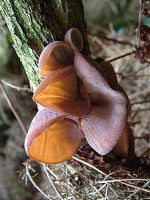 Auricularia