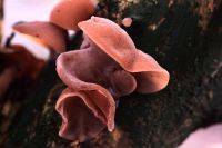 Auricularia