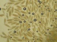 Bactridium