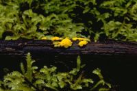Calycina