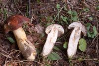 Butyriboletus