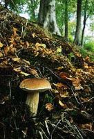 Boletus