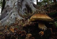 Boletus