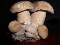 Boletus