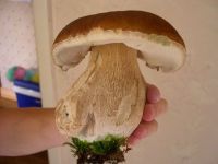 Boletus