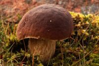 Boletus