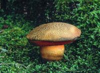 Boletus