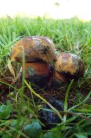Boletus