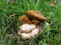 Pseudoboletus