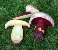 Rubroboletus