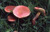 Hortiboletus