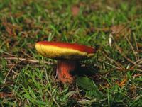 Hortiboletus