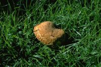 Buchwaldoboletus