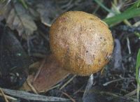 Buchwaldoboletus