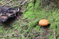 Buchwaldoboletus