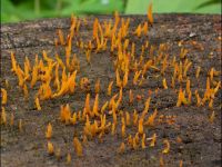 Calocera