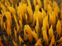 Calocera