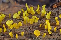 Calocera