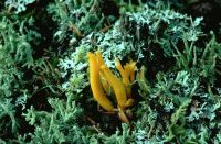 Calocera