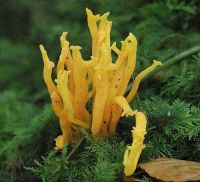 Calocera