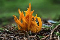 Calocera