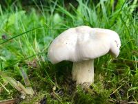 Calocybe