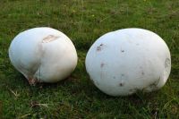 Calvatia