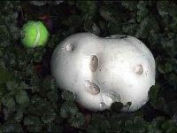 Calvatia