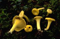 Cantharellus