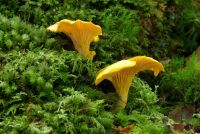 Cantharellus