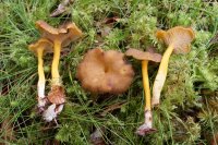 Cantharellus