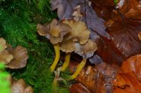 Cantharellus