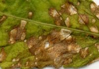 Cercospora