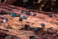 Chlorociboria