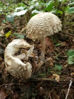 Chlorophyllum