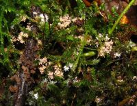 Chromelosporiopsis