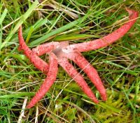 Clathrus