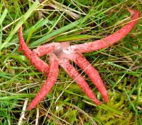 Clathrus