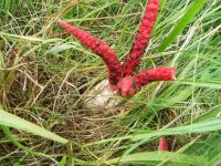 Clathrus