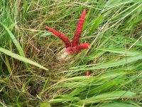 Clathrus