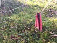 Clathrus