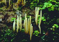 Clavaria