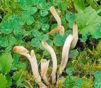 Clavaria