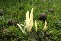 Clavaria