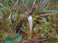 Clavaria